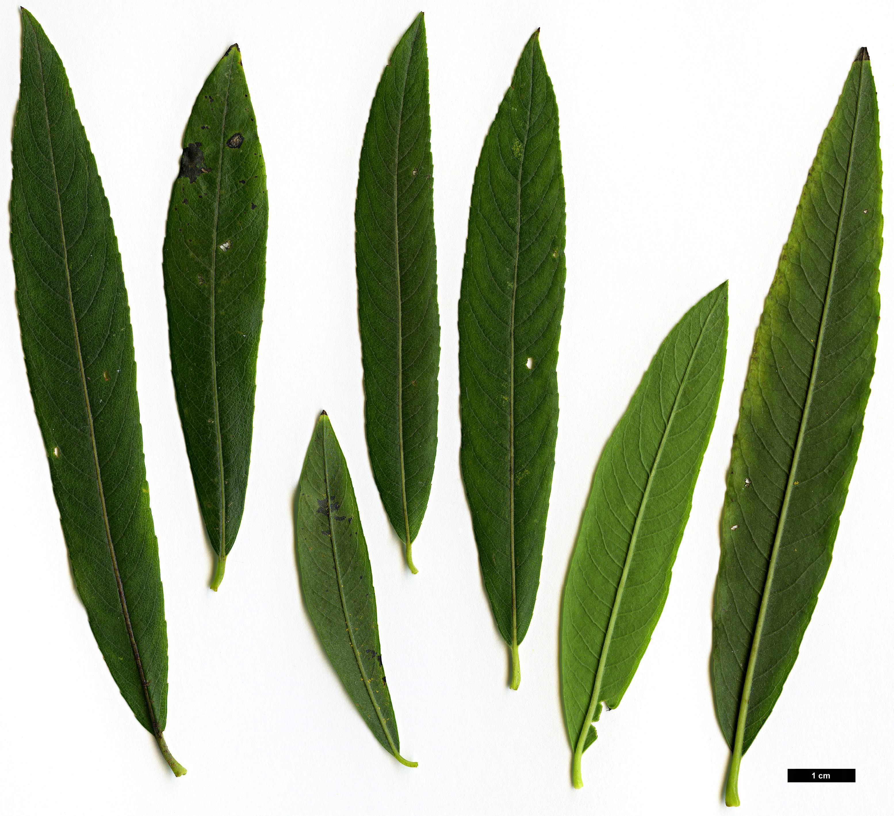 High resolution image: Family: Salicaceae - Genus: Salix - Taxon: miyabeana - SpeciesSub: subsp. gilgiana